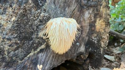 Fascinating Fungi: Unsung Heroes of Our Preserves | Midpeninsula